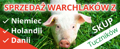 Sprzedaż warchlaków, skup tuczników