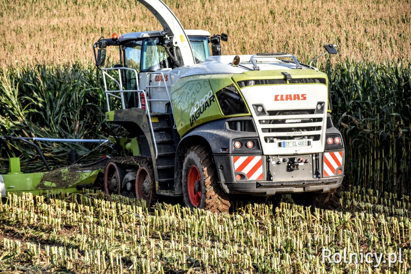 Pokazy Sieczkarni CLAAS JAGUAR 40000 sieczkarnia jubileuszowa