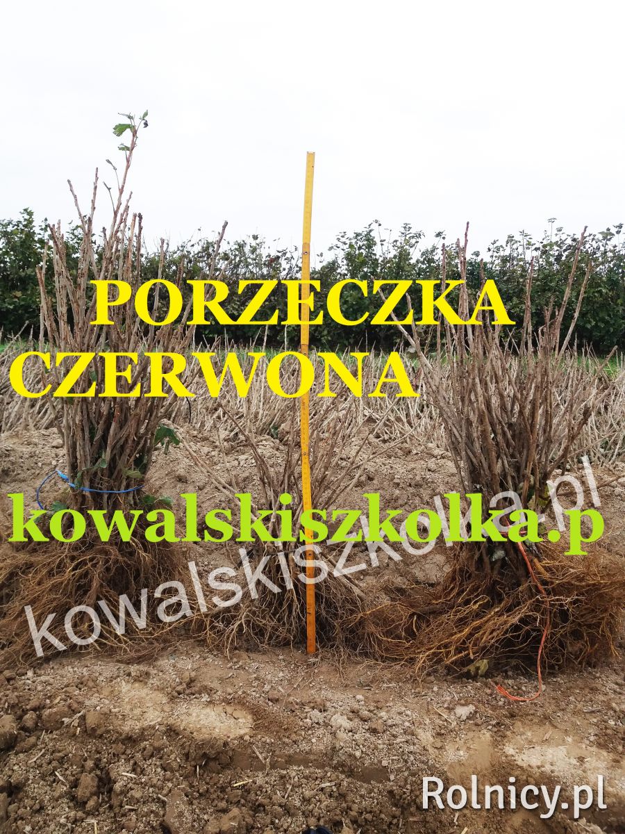 Sadzonki porzeczki czerwonej: Rovada Losan Rolan - kowalskiszkolka.pl