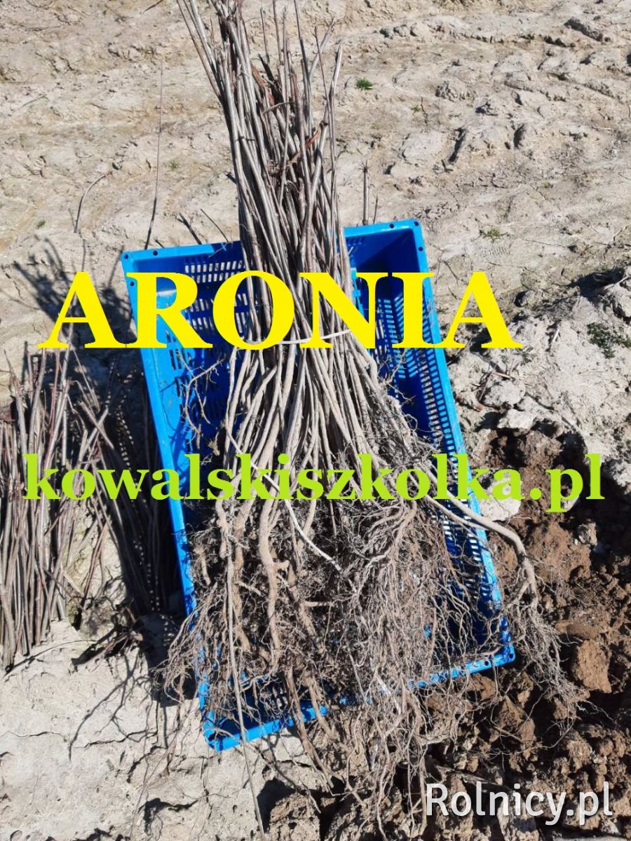 Sadzonki aronii 3-letnie generatywne - kowalskiszkolka.pl