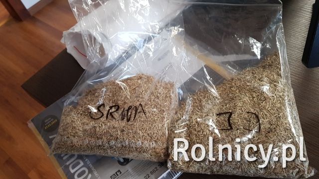 Nasiona traw kupkówka, życica, inkarnatka