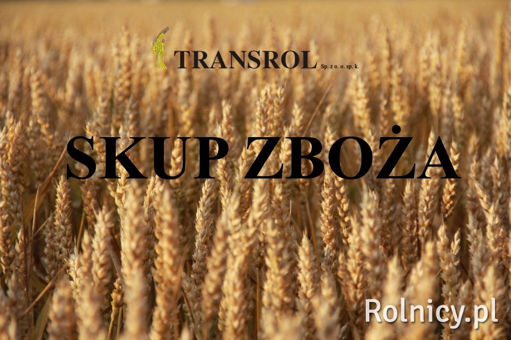 Żyto oraz inne zboża