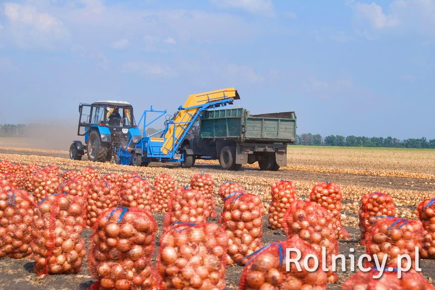 Ukraina. Ziemniaki 0,25 zl/kg, kapusta 0,40 zl/kg biala, czerwona, kwaszona.Grunty rolne pod warzye