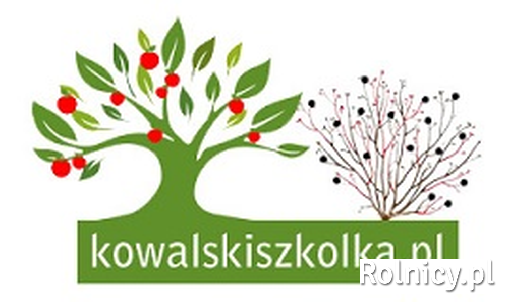 Sadzonki porzeczki czarnej kwalifikowane - LICENCJA SKIERNIEWIC - - kowalskiszkolka.pl
