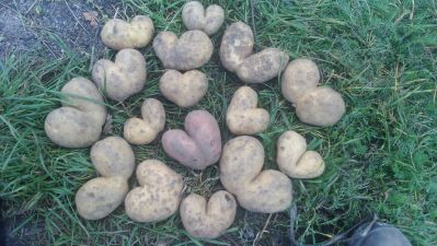 ziemniaki ekologiczne