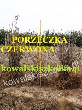 Sadzonki porzeczki czerwonej: Rovada Losan Rolan - kowalskiszkolka.pl