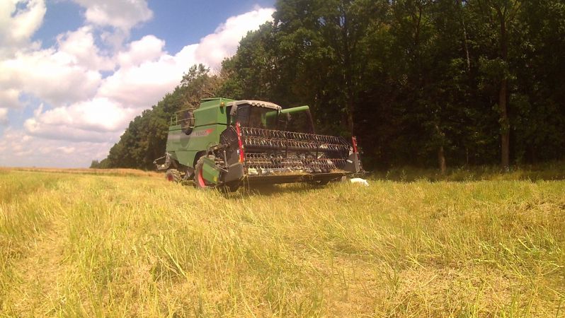 Rzepak na Lubelszczyźnie