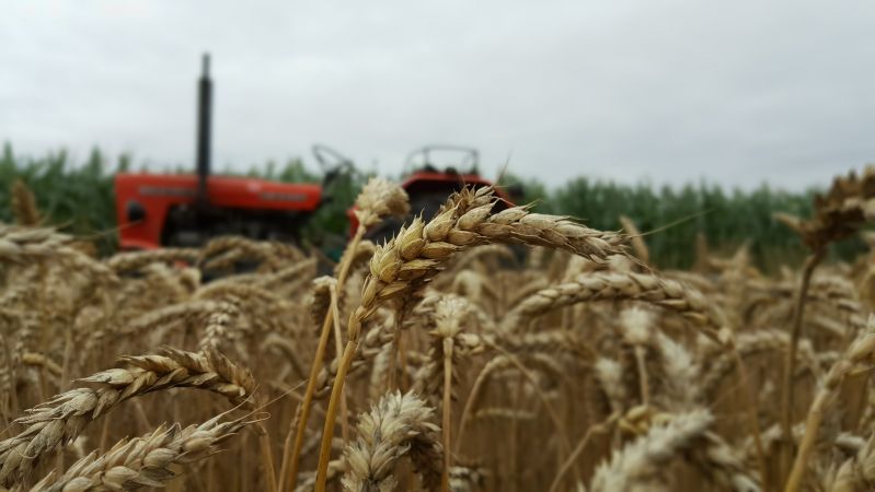 Zwożenie słomy by Ursus C-330