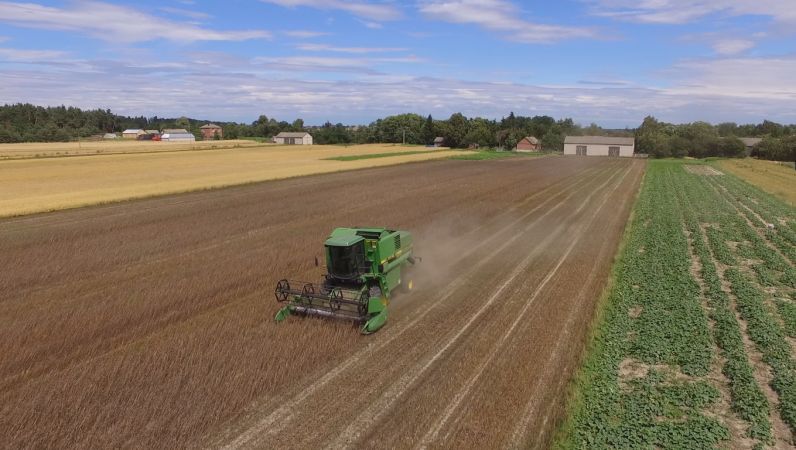 Faceliane żniwa Cz.2