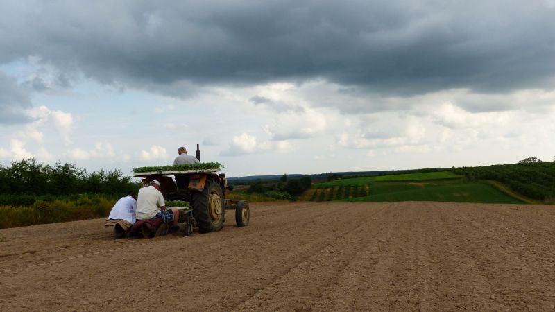 Sadzenie kapusty 2016 cz.4