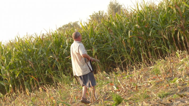 Koszenie kukurydzy 2016 MF  Team cz.1