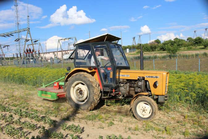 Wykaszanie kopru 2016 !