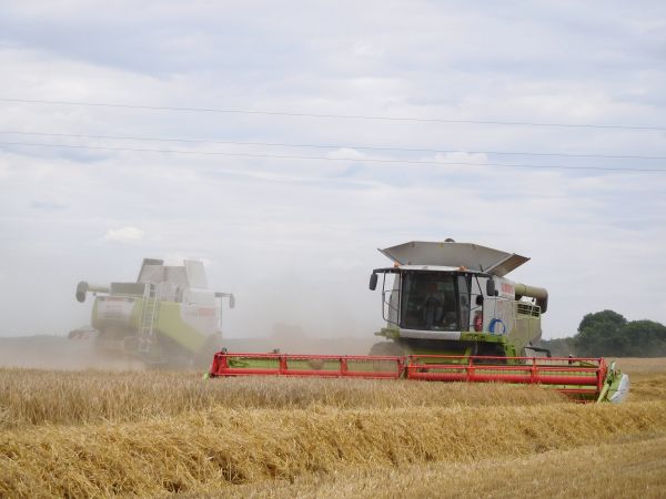 Żniwa 2016 na dużą skalę w Wielkopolsce czyli 4x Claas Lexion,  MF 9280 i JD T660 w akcji !