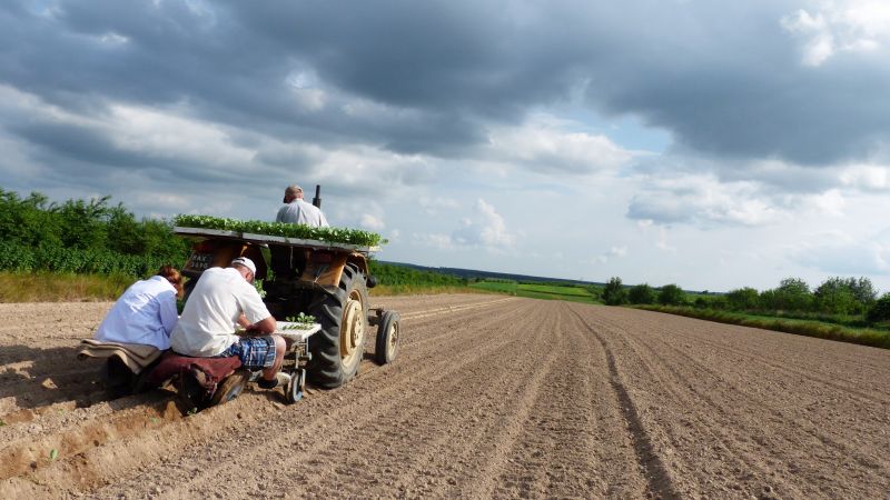 Sadzenie kapusty 2016