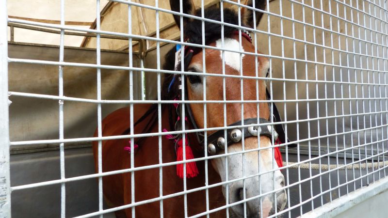 Świętokrzyski czempionat koni zimnokrwistych 2016 cz.2