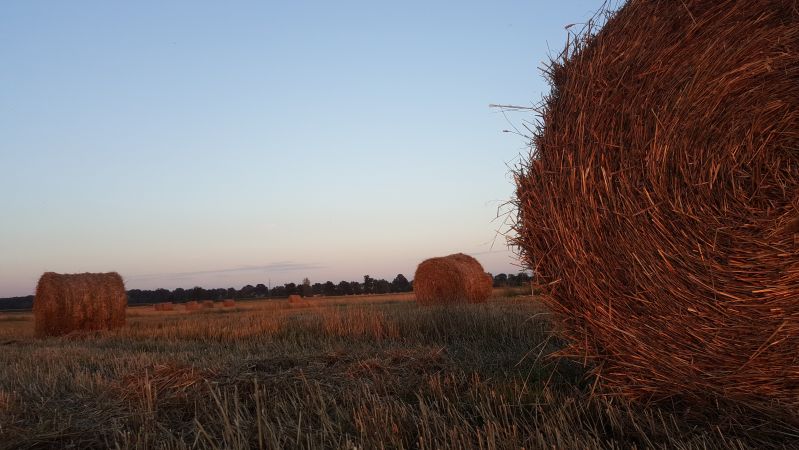 Zwożenie bel słomy - Ursus C-330