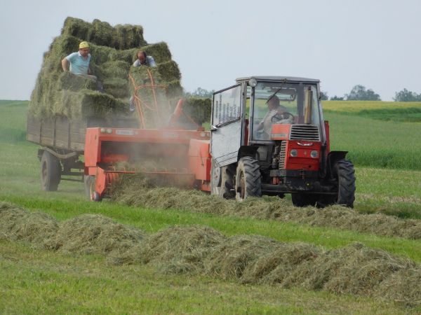 Wspomnienia pierwszego pokosu