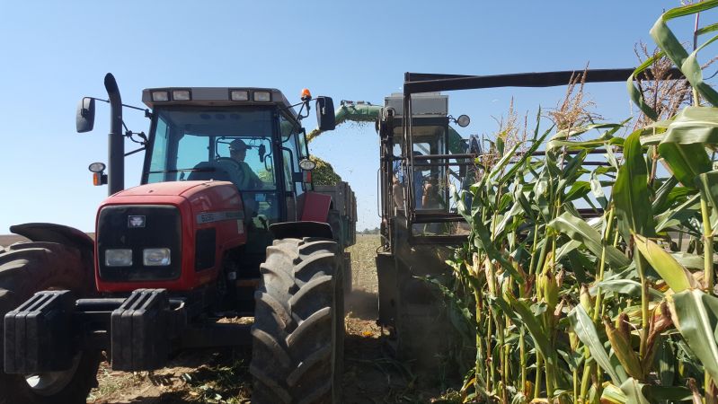 Kukurydza na kiszonkę