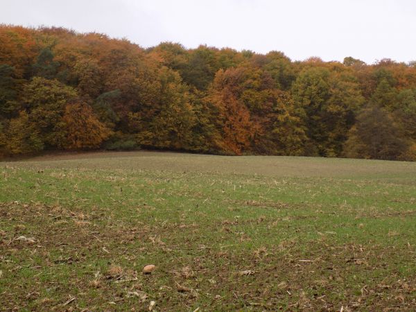 Jesień na polach (rzepak i zboża ozime)