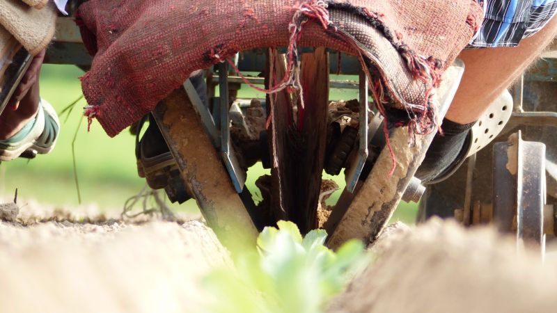 Sadzenie kapusty 2016 cz. 2