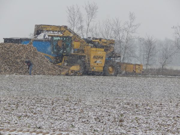 Odbiór Buraków 2016 :) Ropa Euro Maus 3