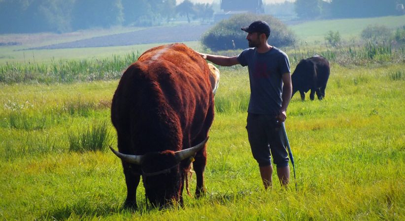 Mój rozpłodnik rasy Salers
