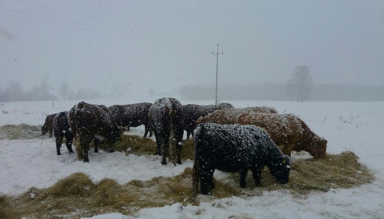 Stado Salers i innych prymitywów...