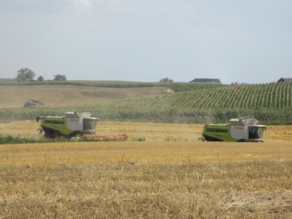 Żniwa jęczmienia 2021 na wielką skalę z Claas Lexion 780