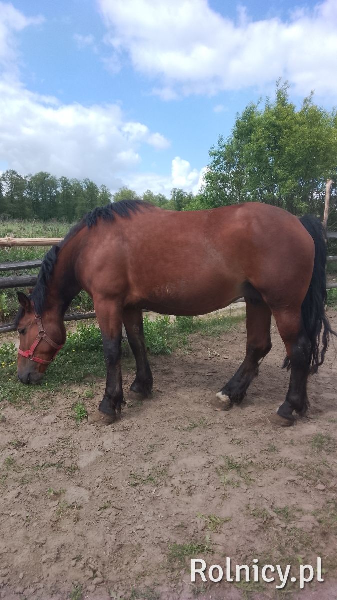 Sprzedam klacz zimnokwista zrebna że zrubko