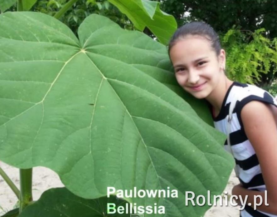 OXYTREE - najszybciej na świecie rosnące drzewa, Warszawa - Rolnicy.pl