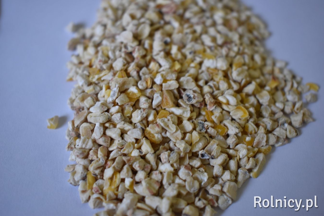 Zarodki kukurydziane