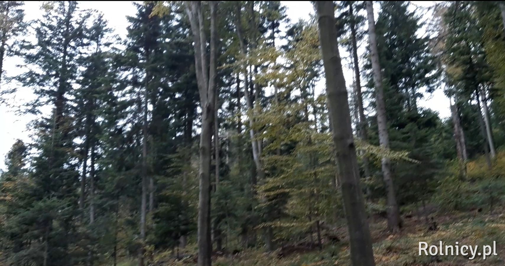 Grunt leśny 1,4 ha woj. małopolskie, pow. gorlicki, gm. Ropa