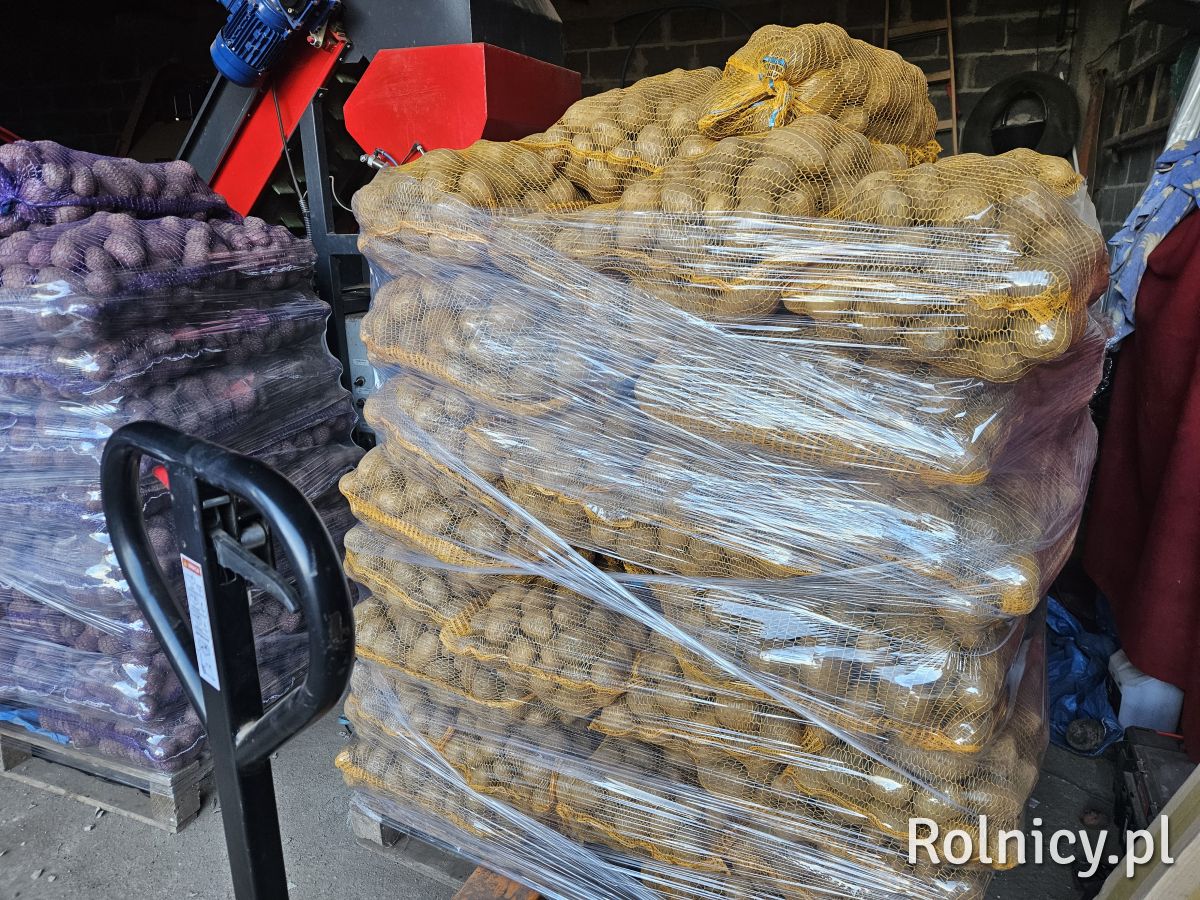 Ziemniaki jadalne Ignacy, Soraya – na paletach