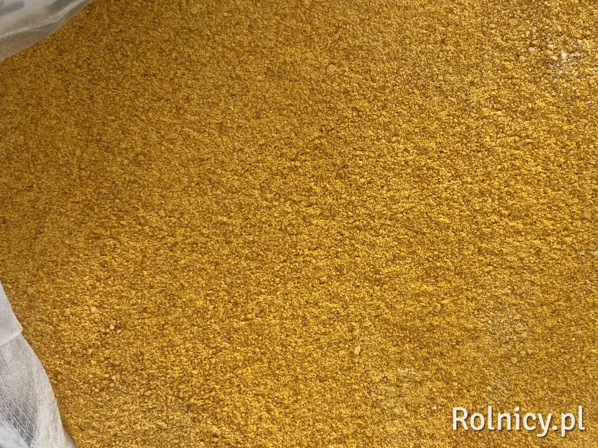 DDGS Kukurydziany sypki