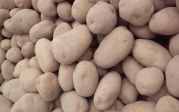 ziemniaki jadalne sprzedaz caloroczna