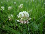 Koniczyna biała (Trifolium repens L.)