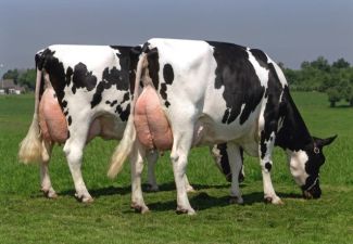 Krowy HF odmiana czarno-biała