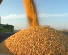 Koszenie omłot zbiór kukurydzy na ziarno 2015 John Deere
