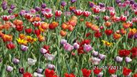 Tulipany Narcyzy - kwiaty