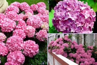 HORTENSJA OGRODOWA PINK BEAUTY RÓŻOWA DUŻE SADZONKI