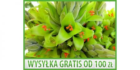 NOWOŚĆ - PUYA ŻÓŁTA - PUYA CHILENSIS - 5 NASION