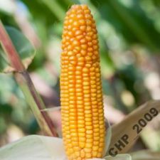Kukurydza nasiona Konkurent FAO 220