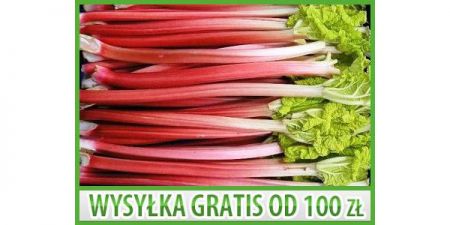 SMACZNY - RABARBAR VICTORIA - CZERWONY- 25 NASION