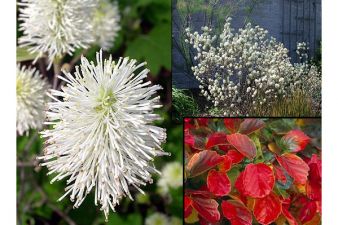 FOTERGILLA WIĘKSZA PACHNIE MIODEM DUŻA SADZONKA