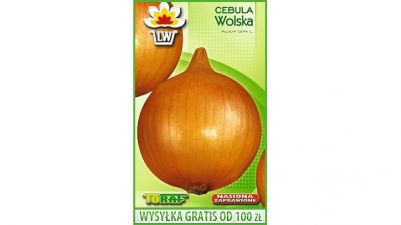 CEBULA WOLSKA PÓŹNA NASIONA ZAPRAWIANE 1300 NASION