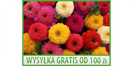 CYNIA DALIOWA KARŁOWA LILIPUT - 1 GRAM NASION