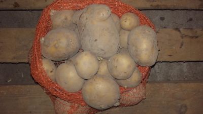 Ziemniaki jadalne,sadzeniaki,odmiany Lord,Vineta,Biała Irga,Rosa Gold Nowość