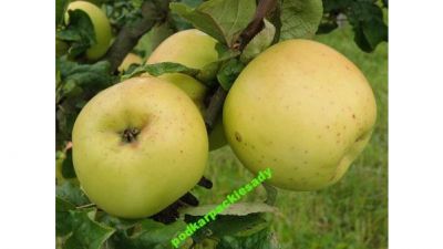 Jabłoń KOSZTELA poszukiwana stara jabłoń PRODUCENT