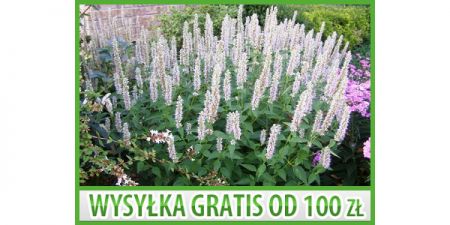 MIODODAJNY KŁOSOWIEC ANYŻOWY 'ALABASTER' 50 NASION