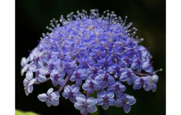 DIDISCUS NIEBIESKI NASIONA JAK CZOSNEK OZDOBNY